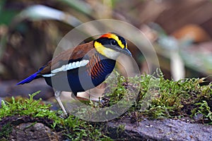 Malayan Banded Pitta Bird