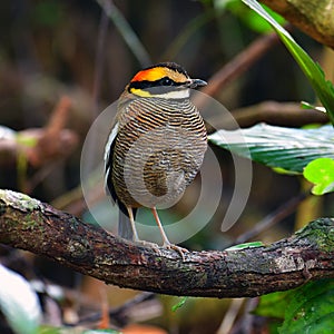 Malayan Banded Pitta Bird