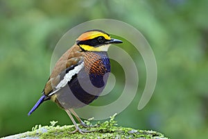 Malayan Banded Pitta hydrornis guajana beautiful bird residentail in southern of Thailand