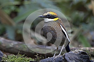 The Malayan banded pitta Hydrornis irena is a species of bird in the family Pittidae. It is found in Thailand, the Malay Peninsu