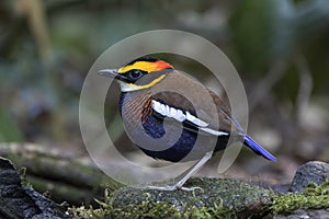 The Malayan banded pitta Hydrornis irena is a species of bird in the family Pittidae. It is found in Thailand, the Malay Peninsu