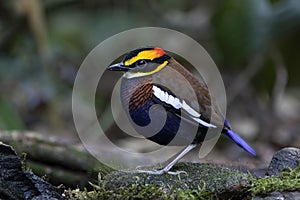 The Malayan banded pitta Hydrornis irena is a species of bird in the family Pittidae. It is found in Thailand, the Malay Peninsu