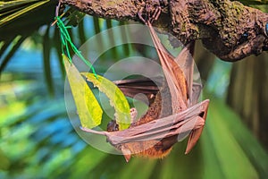 Malayan bat hanging on a tree branch