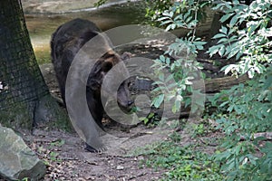 Malayan bear in the Ouwehand Zoo Holland