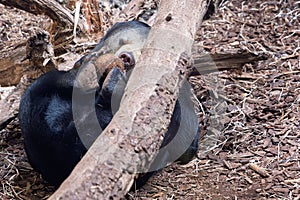Malayan bear portrait