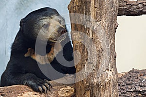 Malayan bear portrait
