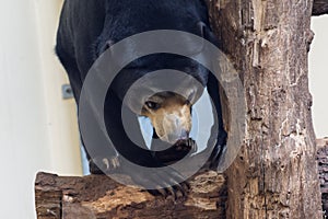 Malayan bear portrait