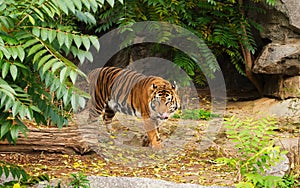 Malayan Bengal Tiger Walk on nature forest