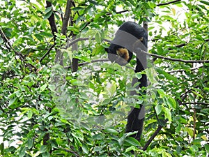 Malayan black giant squirrel