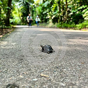 Malayan box terrapin & x28;Cuora amboinensis& x29;