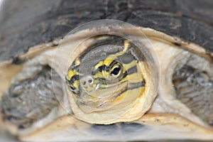 Malayan box turtle