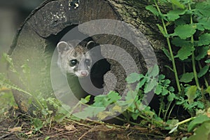 Malayan civet