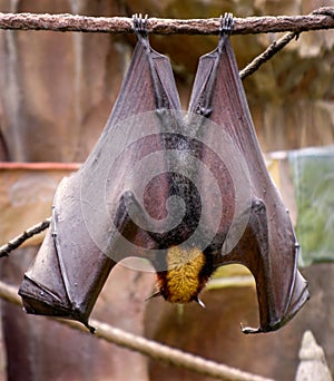 Malayan flying fox bat photo