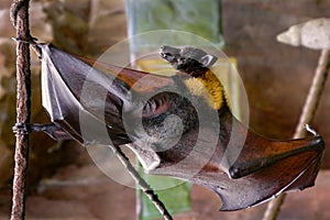 Malayan flying fox bat