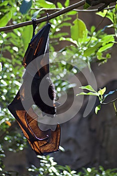 Malayan Flying Fox