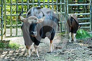 Malayan Gaur