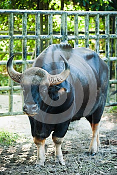 Malayan Gaur