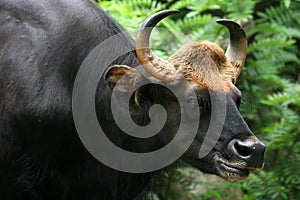 Malayan Gaur photo