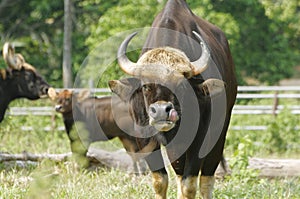 Malayan Gaur