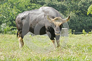 Malayan Gaur
