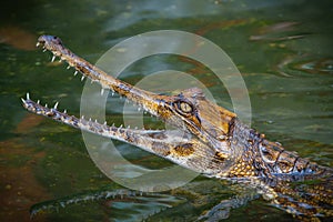 Malayan gharial Tomistoma schlegelii