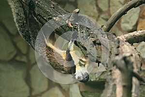 Malayan giant squirrel