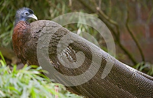 Malayan Great Argus Pheasant
