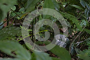 Malayan Green Whipsnake Ahaetulla mycterizans