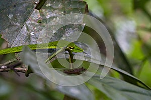 Malayan Green Whipsnake Ahaetulla mycterizans