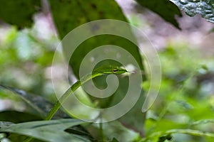 Malayan Green Whipsnake Ahaetulla mycterizans