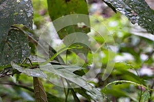 Malayan Green Whipsnake Ahaetulla mycterizans