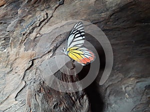 Malayan jezebel butterfly of thailand pieridae Lepidoptera