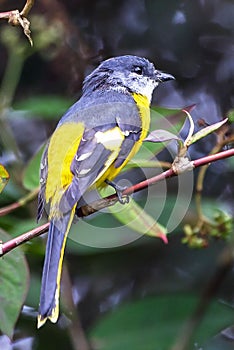 The beautiful Grey-Chinned-Minive F Labuan. photo