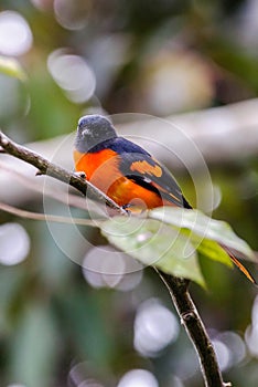 The beautiful Grey-Chinned-Minive M Labuan. photo