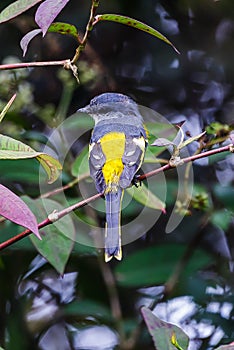 The Grey-Chinned-Minive F Labuan. photo