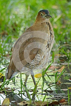 Malayan Night-heron portrait