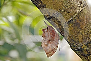 Malayan Oakleaf kallima limborgii,mimicry butterfly