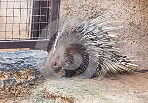 Malese porcospino Himalayano porcospino il grande porcospino 