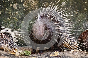 Malayan Porcupine & x28;Hystrix brachyura