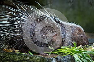 Malayan porcupine, Hystrix brachyura eating food.