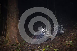 Malayan porcupineHystrix brachyura in forest