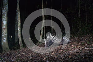 Malayan porcupineHystrix brachyura in forest