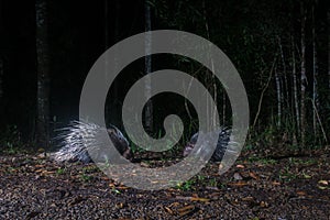 Malayan porcupineHystrix brachyura in forest