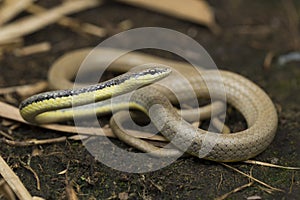 Malayan Ringneck Snake liopeltis tricolor colubrid reptile on wild non venomous snake