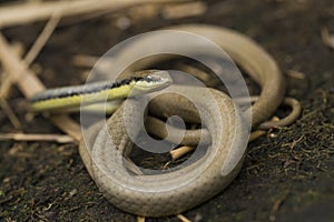 Malayan Ringneck Snake liopeltis tricolor colubrid reptile on wild non venomous snake