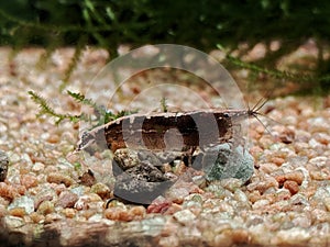 Malayan Shrimp eating waffer