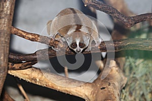 Malayan slow loris