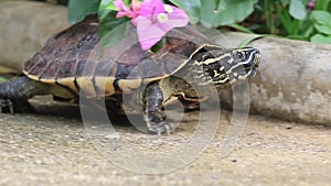 Malayan Snail- eating Terrapin Walking in the garden