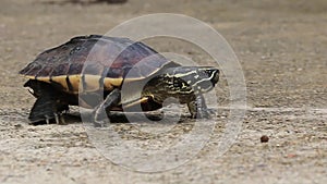 Malayan Snail- eating Terrapin walking on the road