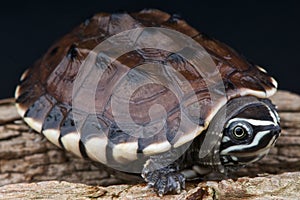 Malayan snail-eating turtle